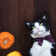 Katze und Kürbisse