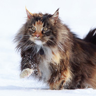 Katze im Schnee