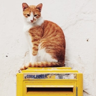 Katze & Briefkasten