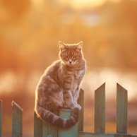 Katze auf dem Zaun