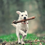 Hund mit Stock