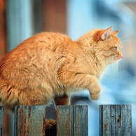 Rostrote Katze, die auf dem Zaun sitzt