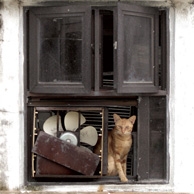 Rostrote Katze & Rost