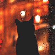 Monika Małek - Farben der Welt der Katze