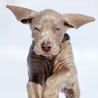 Hündchen im Schnee