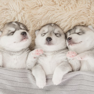 Drei schlafende Hunde
