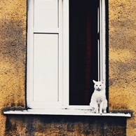 Weiße Katze auf der Fensterbank