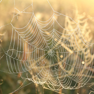 Herbstliches Spinnennetz