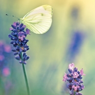 Schmetterling und Lavendel