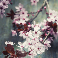Kirschblüte