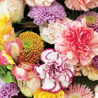 Bunte Nelken