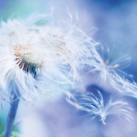Pusteblume 