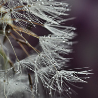 Nach dem Regen