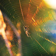 Spinne