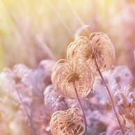Pastellfarbene Wiese