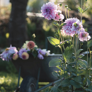 Garten mit Dahlien