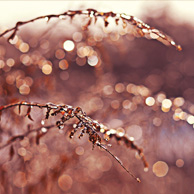 Väterchen Frost