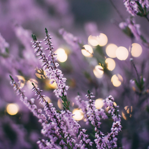 In Violett