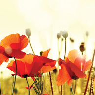 Mohnblumen