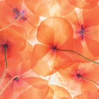 Mohnblumen-Impression
