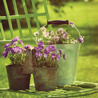 Frühling im Garten