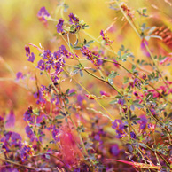 Wilder Lavendel