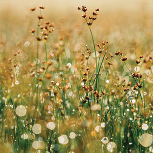 Sommerwiese