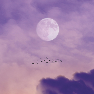 Vollmond und der Zug der Vögel