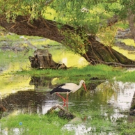 Landschaft mit Storch