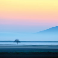 Landschaft mit Baum