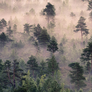 Nebliger Wald