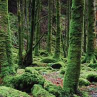 Urwald