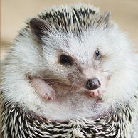 Igel