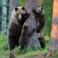 Bärenfamilie 