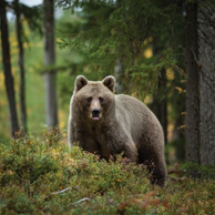 Braunbär
