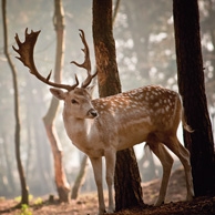 Damhirsch im Wald
