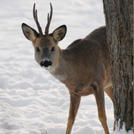Rehwild im Schnee