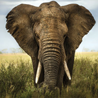 Elefant