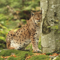 Luchs