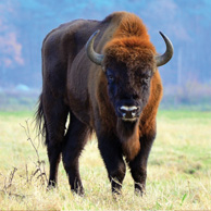 Wisent
