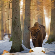 König des Waldes - Europäischer Wisent