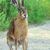 Grauer Hase