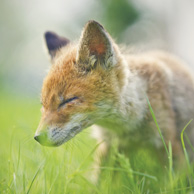 Füchschen im Gras