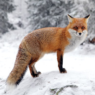 Fuchs im Schnee