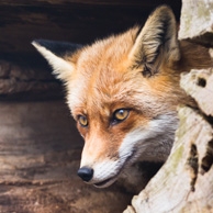 Fuchs