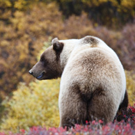 Grizzlybär
