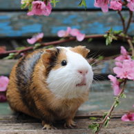 Meerschweinchen
