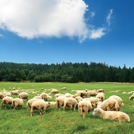 Schafe weiden auf einer Wiese