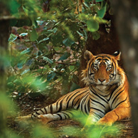 Bengalischer Tiger
