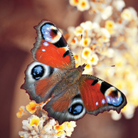 Tagpfauenauge Schmetterling